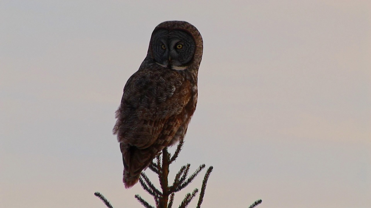 Nature 365 Pastel shades 20241018