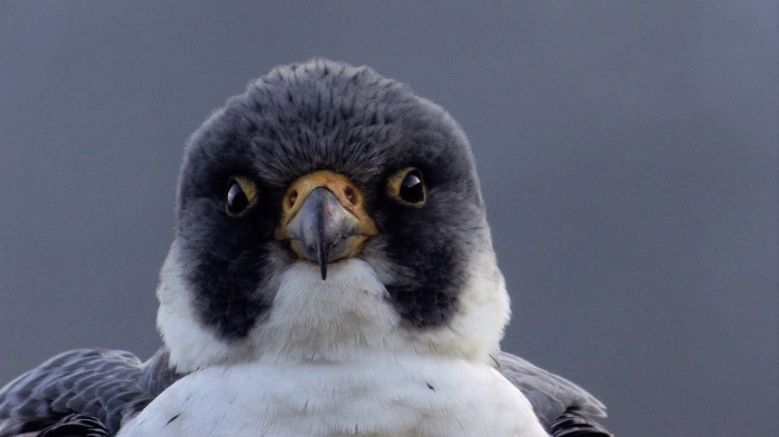 Peregrine Falcon