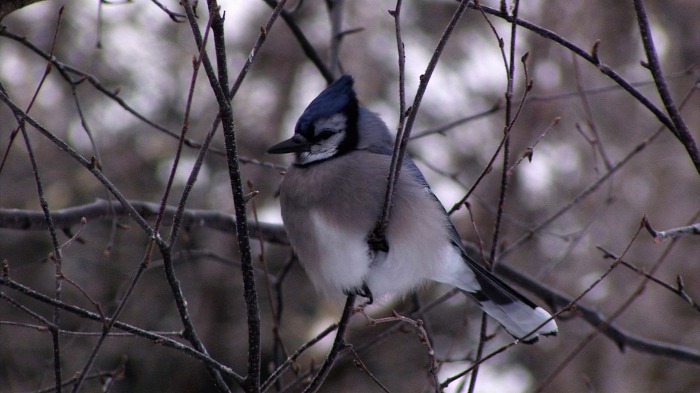 Blue Jay