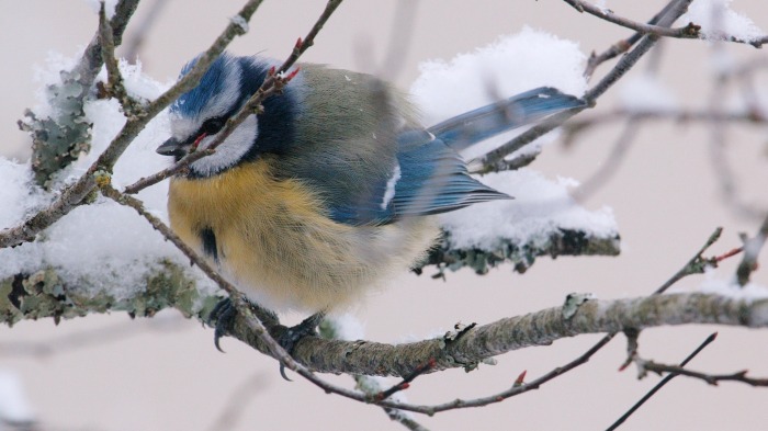 Blue tit