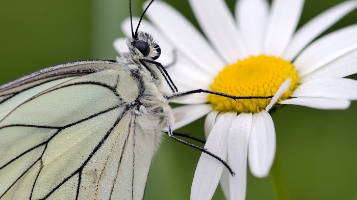 Black-veined white