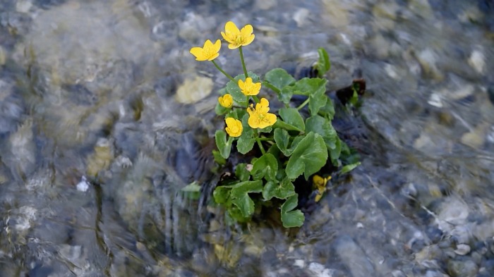 Water renewal