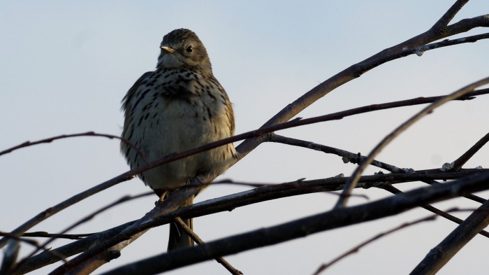 Meadow Pipit