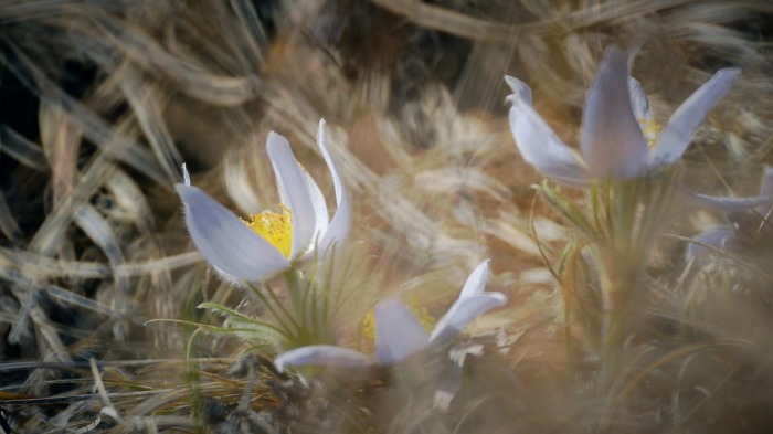 Pasque flowers