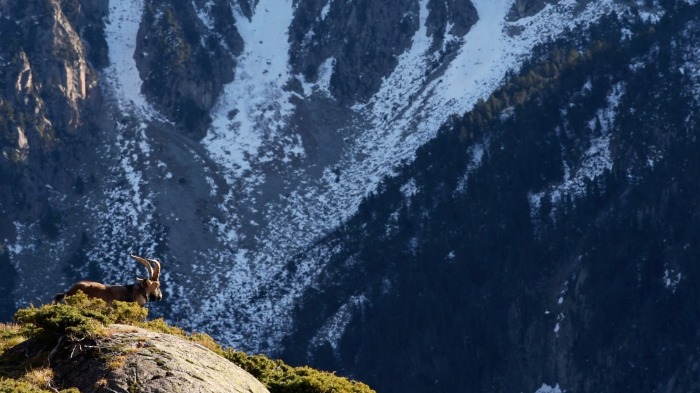 High mountain fauna