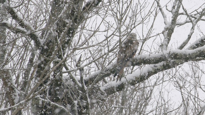 Snowy scenery