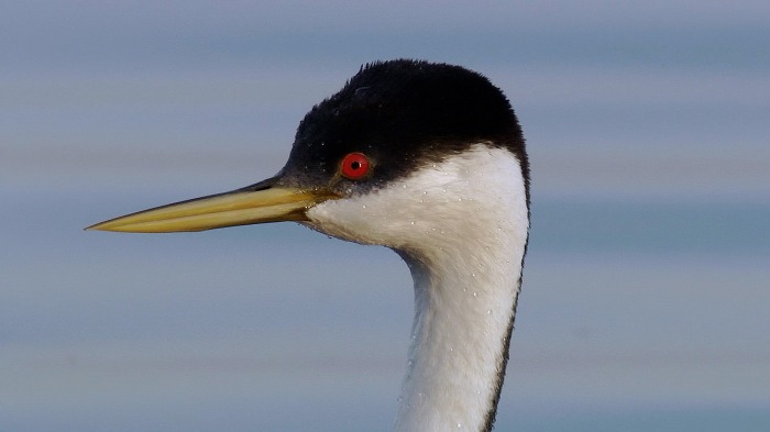 Western grebes