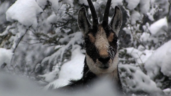 Winter encounters