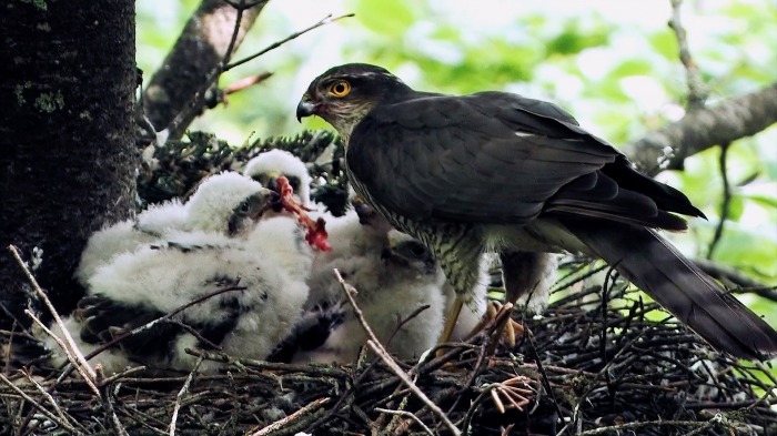 Sparrowhawk