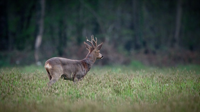 Roe Deer