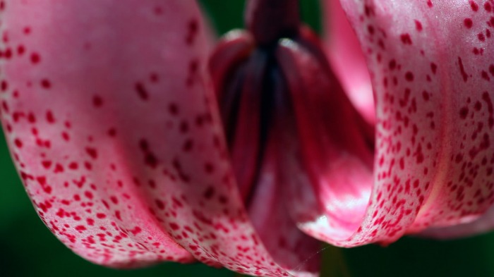 Lilium martagon