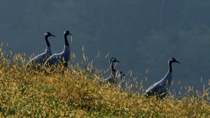 Grus grus