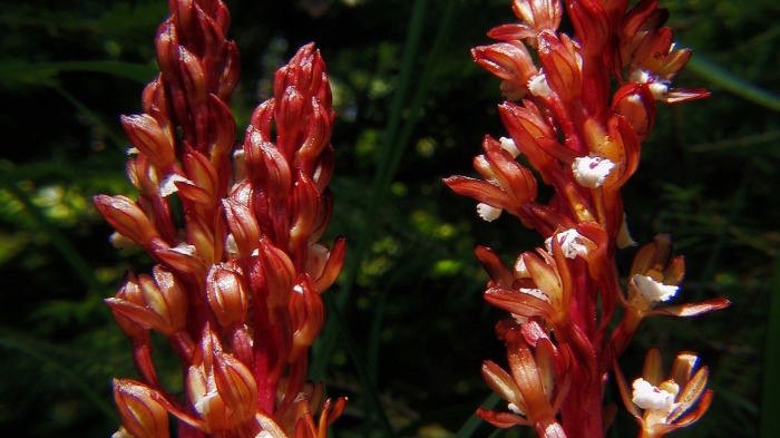 Coralroot orchids