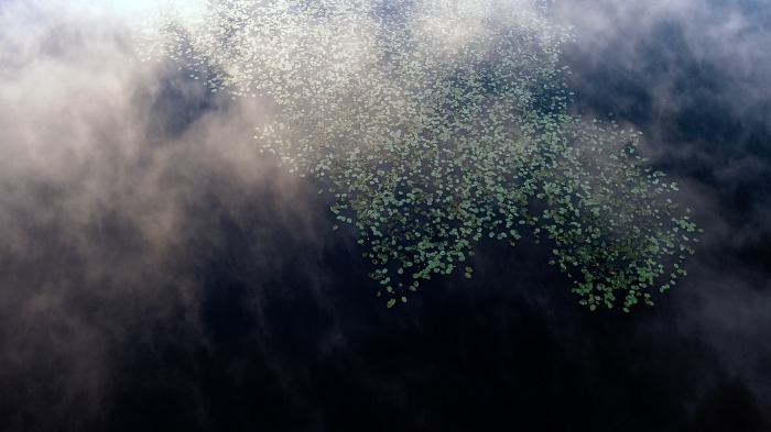 Among waterlilies