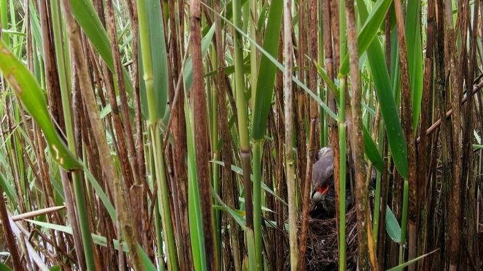 Brood parasite