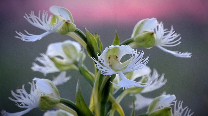 Fringed Orchids