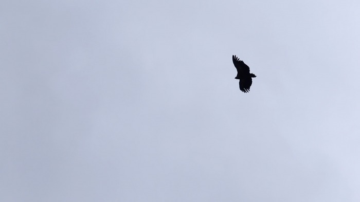 Glide