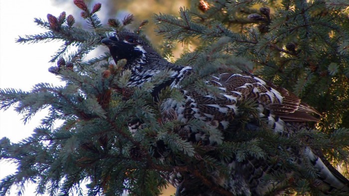 Spruce Grouse