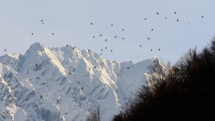 Wood pigeons