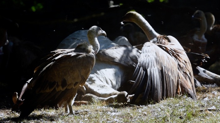 Vultures