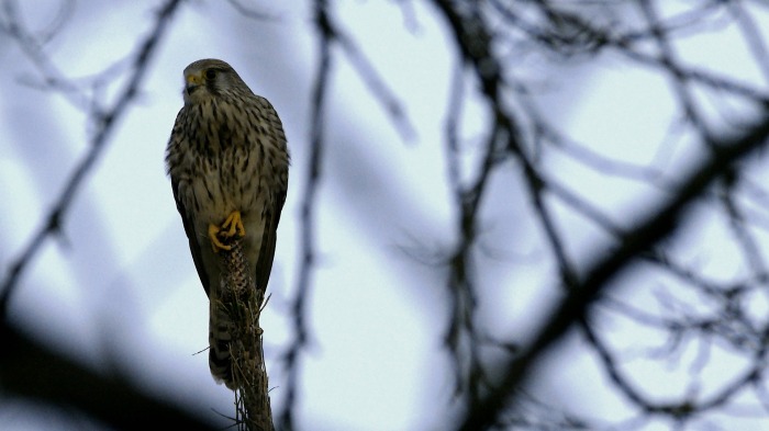 Common Kestrel