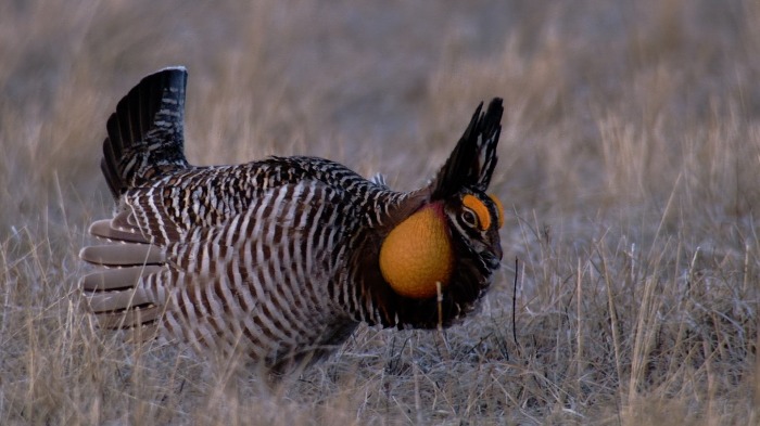 Prairie chicken