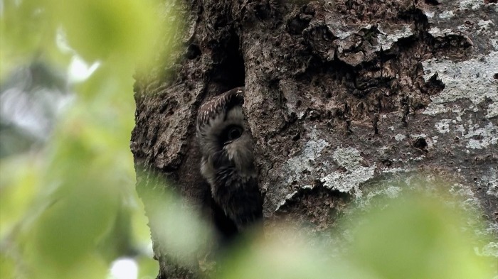 Boreal owl