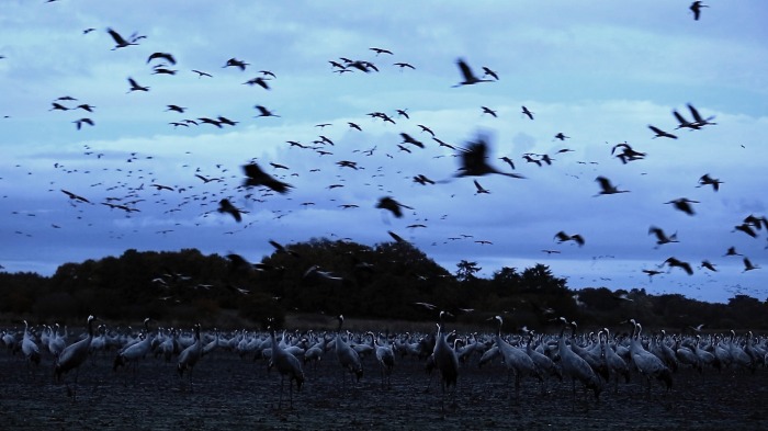 Common cranes