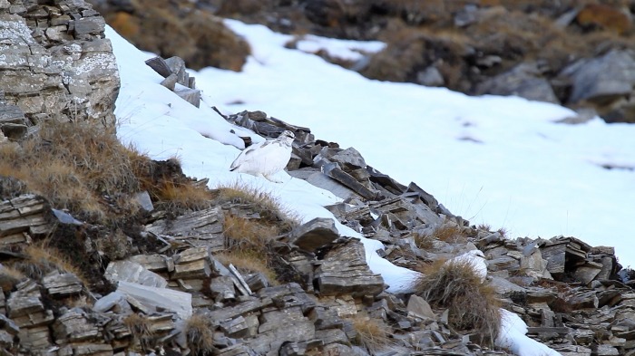 Rock Ptarmigan