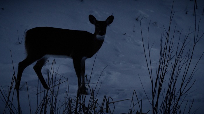 Deer at dusk