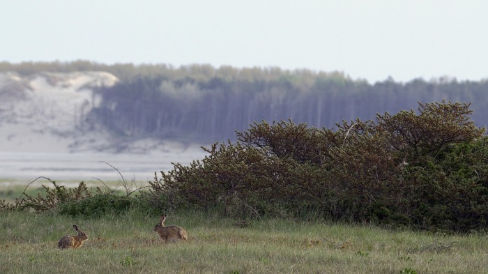 Brown Hare