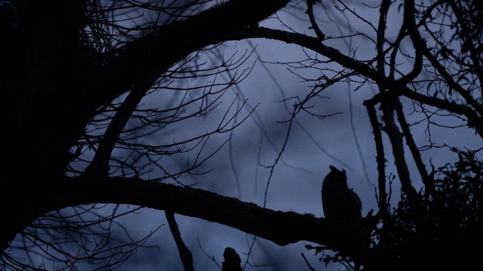 Long-eared owl