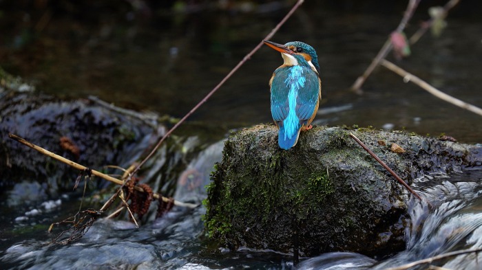 Ready to nest