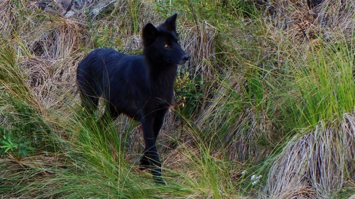 Blackie