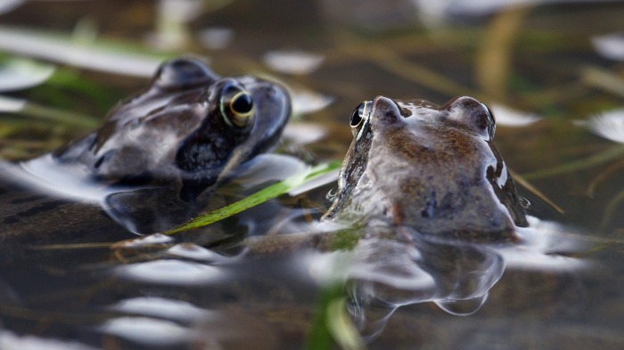 Crowded pond