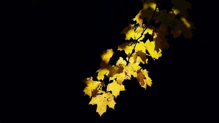 Autumn breeze