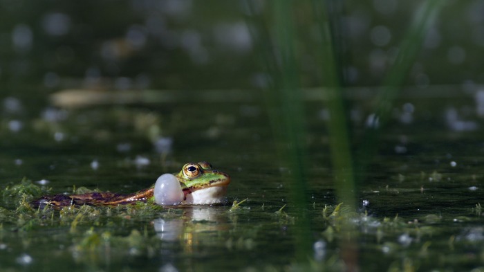 Green frogs