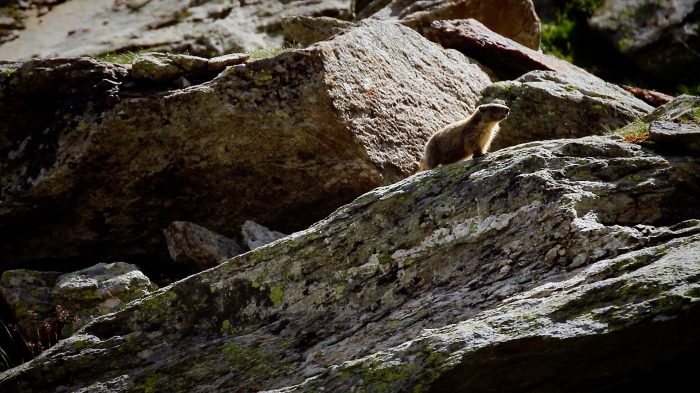 Marmots