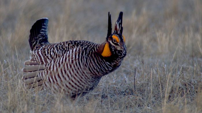 Prairie chicken