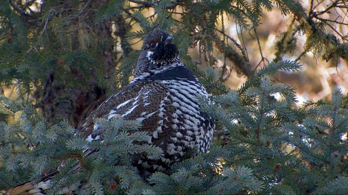 Spruce grouse