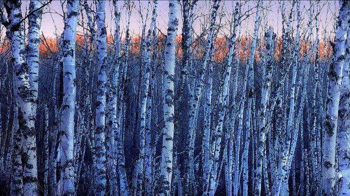 Birch grove