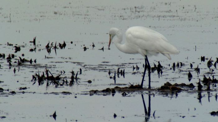 Egrets' gathering