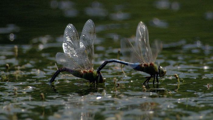 Dragonflies