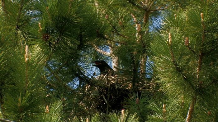 Raven nest