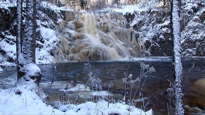 Beaver's winter preparation