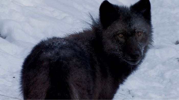 An unexpected intrusion