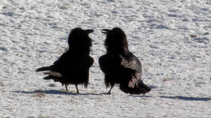 Gossiping ravens