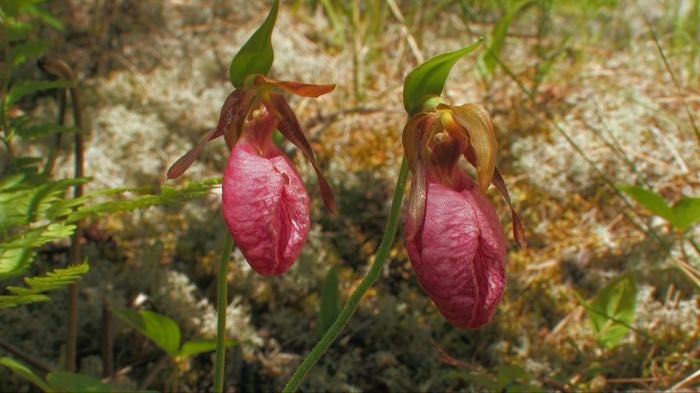 Pink Lady's-Slippers