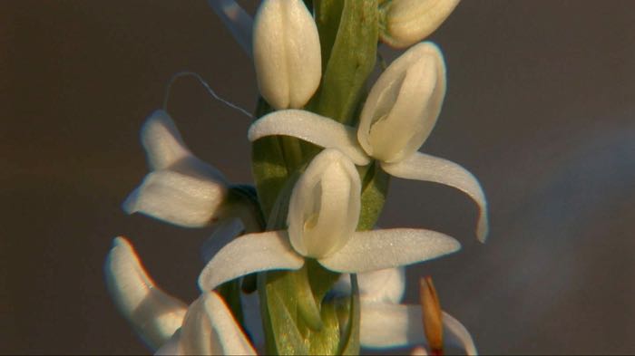 Bog's little treasures