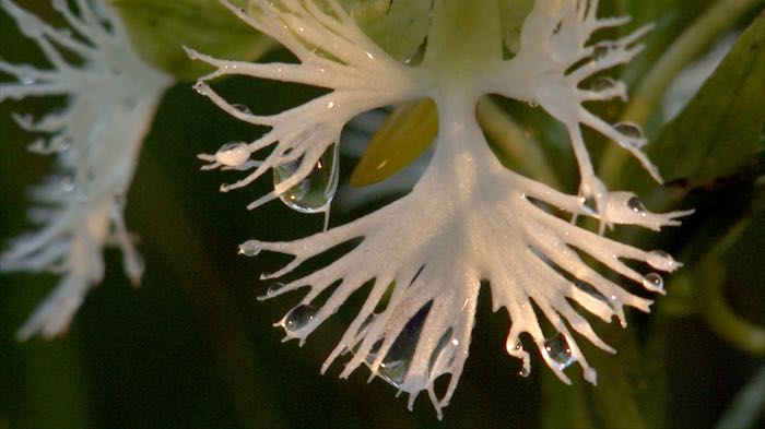 Western prairie fringed orchids
